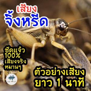 เสียงจิ้งหรีด เสียงต่อจิ้งหรีด เมม/แฟลชไดร์ฟเสียงต่อจิ้งหรีด มีเก็บเงินปลายทาง เสียงจริงชัดแจ๋ว 100% ไม่มีโฆษณาแทรก (MP3เสียงต่อสัตว์)