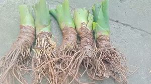 combo 5 cây ráy voi thân lùn giống