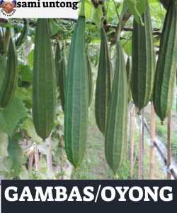 BENIH GAMBAS OYONG SUPER JUMBO benih tanaman sayur sayuran