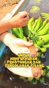 Susruk Pisang / Alat Sisir Pisang / Pisau Sisir Pisang