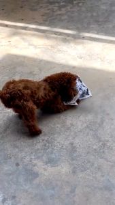 Pet Dog Cat Sniffing Black White Sound Paper Toy Pet Interactive Tear-Resistant Bite-Resistant Newspaper Sound Toy