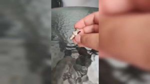 Glink หัว BNC เกลียวนอก สำหรับต่อสาย RG6 กล้องวงจรปิด อย่างดี เกรด Aแพ็คถุง 100ตัว รับสมัครดีลเลอร์ทั่วประเทศ