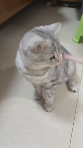 สายจูงแมว จูงสุนัข สายรัดอกสัตว์เลี้ยง รูปหมี พร้อมสายยาว1.2เมตร วัสดุเกรดพรีเมี่ยม gc99