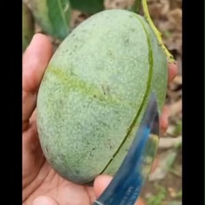 Bibit Tanaman Mangga Manalagi atau Mangga Lali Jiwo Super