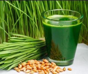 Hạt giống rau mầm các loại