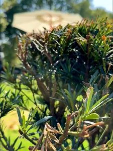 2.7M ร่มสนามในสวน ร่มกันแดดสนามใหญ่ ดับเบิ้ลท็อป ใช้ในสวน กลางแจ้ง ตลาดนัด ขายของ สระว่ายน้ำ แม่ค้า ร้านกาแฟ outdoor sun umbrella