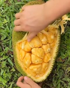 BIBIT NANGKADAK ATAU BIBIT NANGKA CEMPEDAK Aneka Bibit Unggul