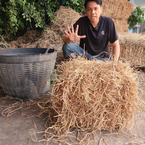 ฟาง ข้าว อัดก้อน 5 กก. สำหรับนั่ง การเกษตร เลี้ยงสัตว์ ส่งจากนครปฐม หน้าไร่มาเองเกี่ยวใหม่ ทุกเดือน