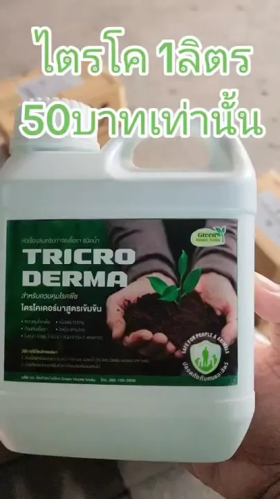 6 อันดับเชื้อราไตรโคเดอร์มาที่ดีที่สุดสำหรับพืช อัปเดตปี 2025