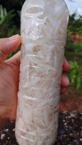 หน่อไม้ดองขวด (แพ็ค 1ขวด) หน่อไม้ขวด หน่อไม้ดอง หน่อไม้ส้ม ดองเกลือใหม่