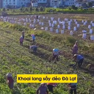 500g KHOAI LANG MẬT SẤY DẺO HÚT CHÂN KHÔNG TỪNG CỦ
