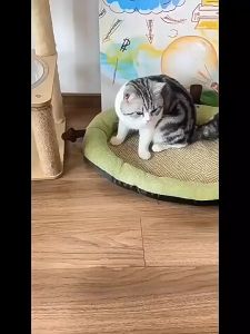 ชามอาหารแมวชามสัตว์เลี้ยงชามอาหารสุนัขเอียงชามให้อาหารสัตว์เลี้ยง (จัดส่งในประเทศไทย) CW28