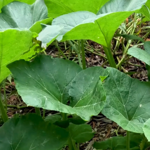 เมล็ดพันธุ์ ฟักทองแรงเยอร์ (ซองรีเทลและซองม่วง)