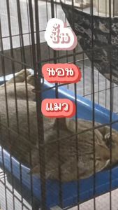 เสริมพลาสติก ชั้นนอนในกรง ที่นอนที่นอนแมว ที่นอน