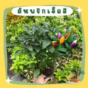 ต้นพริกเจ็ดสี กินได้ ส่งพร้อมกระถาง6นิ้ว ออกเม็ดแล้ว พร้อมปลูกลงดิน ผักสวนครัว ผักสวนครัวปลูกง่าย ผักสวนครัวพร้อมปลูก ผักออร์แกนิก ไม้ประดับ