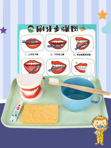 Mengshi Early Education Small Class Life Area Material Toothbrush Play Educational Toys Kindergarten Middle Class Intelligence Zone Tooth Model