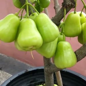 Bibit / Pohon Jambu Madu Deli Hijau Super UNGGUL Cepat Berbuah