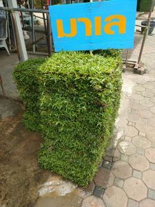 หญ้าพร้อมปลูก ลงดิน ลงพื้นที่ปลูก​ได้เลย