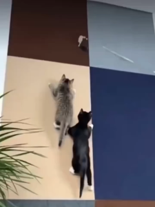 (READY STOCK)Cat Scratcher Sofa Protector Cats Scratcher Pad Board Protection Trimmable Self-adhesive Carpet DIY Cat Scratch Mat wallpaper Pelindung sofa anti kucing/Pelekat melekat sendiri untuk rumah/Alat dapur melindungi perabut