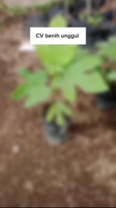 Bibit Buah Tin Super Jumbo Hasil Cangkok