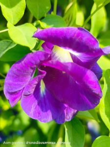 เมล็ดอัญชันม่วง5ชั้น เมล็ด เมล็ดอัญชันเทพพระรัตน์ไพรินทร์63