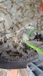 Vannamei Shrimp Feed Blanca Feed 7703N x 25kg | Starfeedmills | Makanan udang berprotein tinggi