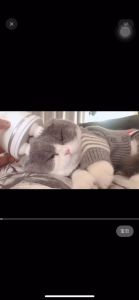 เครื่องนวดหัวแมว เครื่องนวดหัว เครื่องนวดแมวออโต้ คลายความเครียด ชาร์จ USB วัสดุซิลิโคนนุ่มและสบาย ขนาดเล็กพกพาสะดวก