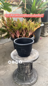 POT BUNGA TANAMAN SHALLOM GLORY HITAM BAHAN TEBAL - SHALLOM BULAT GLORY