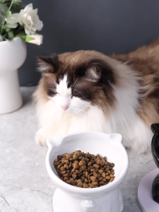 PT94 Pet Ceramic Bowl Cat Bowl Feeder Bowls Anti Slip High Stand Bowl Protect Spine