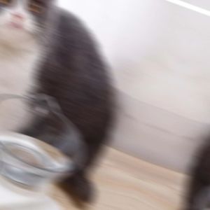 SOAR Cat Bowl Transparent Cat Food Bowl Heightened Vertical Double Cat Bowl 15° Neck Guard Pet Bowl