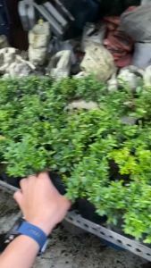 Bonsai mini  68 (Giống mới) - Setup tiểu cảnh terrarium bán cạn hòn non bộ - chịu được ẩm cao thời tiết khắc nghiệt