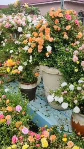 [NỞ CẢ NGÀY] 1 Ký Cành Giống Hoa Mười Giờ Trắng Viền Hồng Cành Tơ Khỏe 0867777377