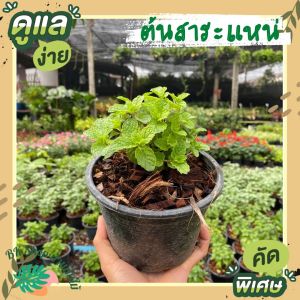 ต้นสะระแหน่ ผักสวนครัว กระถาง 6 นิ้ว ต้นละ 39 บาท ผักสวนครัวพร้อมปลูก ต้นไม้ปลูกในบ้าน ต้นไม้ปลูกหน้าบ้าน