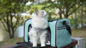 Dog / Cat Carrier Bag Soft Side Backpack Pet Carriers Travel Bags Airline Approved Pet Carrier Transport