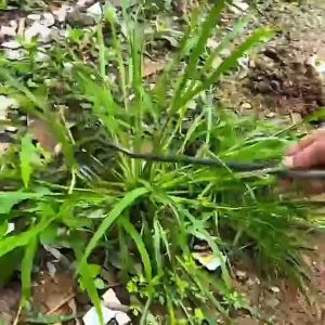 คราดเก็บหญ้า อุปกรณ์ทำสวน คราดเหล็ก หัวคู่จอบขุดดิน ขุดหญ้า ขุดดิน(จัดส่งจากกรุงเทพฯ)