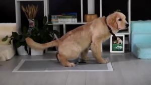 Disposable Pet Training Pads Charcoal Dog Pads/ Wee pads/ Puppy Potty Training Pads/ SOLD PER PACK-10pcs)