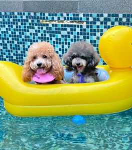 Small Size Dogs Inflatable Boat Small Yellow Duck Floating on Water Floating Bed Teddy/Pomeranian Retriever Swimming Ring Float Two Dogs