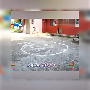 ไม่มีงูในรัศมี 10000ไมล์ ไล่งู ผงไล่งู ผงกํามะถัน สามารถขับไล่งูได้ 200 ชนิด มีประสิทธิภาพ 100% กํามะถันผง แขวนสะดวก ยาไล่งู ผงกันงู ก้อนไล่งู กําจัดงู