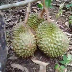 Bibit Durian Montong Sertifikat Kaki 3 | Distributor Bibit Durian Unggul Cepat Berbuah