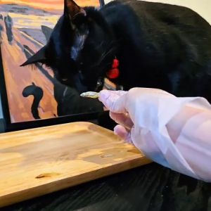 ปลาซิวแก้วอบแห้ง สำหรับสัตว์เลี้ยง ปลาแมว ปลาเต่า ปลาสุนัข  อาหารเต่า ขนมแมว ขนมสุนัข ไม่เค็ม ไม่ใส่สารเคมี ปลอดภัยต่อไตน้อง