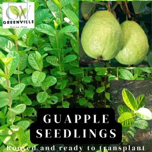 GUAPPLE SEEDLINGS BUHAY NA Rooted and established pwede na I transplant
