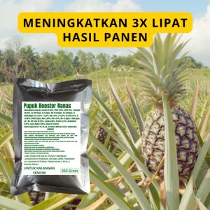 Pupuk Booster Nanas / Obat Booster Buah Nanas / Pupuk Booster Buah Nanas / Pupuk Buah Nanas