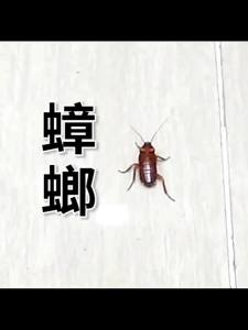 In Stock Wholesale English Green Leaf Cockroach Bait Eco-friendly Cockroach Killer Bait for Home Kitchen Cockroach Trap Insecticide