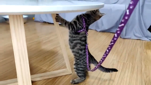 Tali Tuntun Kucing Anjing Kambing Bentuk Y Aksesoris Hewan Peliharaan Kalung Binatang Harness Doggy