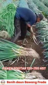 3Pack Bibit Daun Bawang Prei Kualitas Tinggi / Anti Virus Yang Kuat / Cocok Untuk Budidaya Di Lahan Terbuka