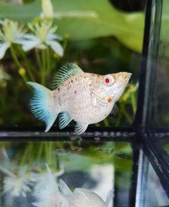 🔥พร้อมส่ง🐟อาหารปลาโปแลนด์ สูตรสำหรับปลาบอลลูน🥰