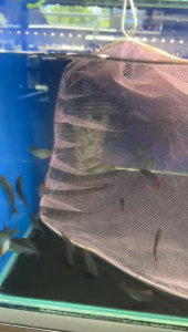 Rainbow Fish (5ekor)/ Live fish/ Freshwater