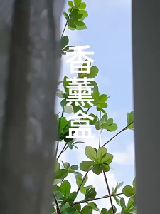 DFANCCIE WADAH DEODORIZER PENYERAP BAU KULKAS | WADAH KAPUR BARUS | KOTAK WADAH PEWANGI RUANGAN