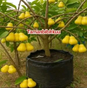 Bibit Jambu Air Kuning Haniello🌱Sudah Siap Ditanam Bibit Subur Besar Rimbun Siap Ditanam Di Lahan Maupun Di Planterbag Hasil Cangkok & Okulasi Yuk Dicekout Pemesanan Bisa COD Bayar Ditempat