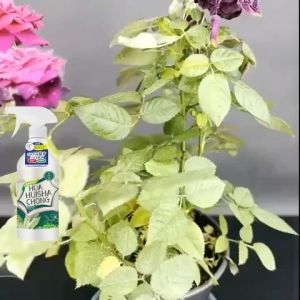 🐞ยาฆ่าหนอน สำหรับพืชทุกชนิด 500ML ยาฆ่าหนอน ยากำจัดเพลี้ย ยากำจัดเพลี้ยแป้ง ข้าวโพด เพลี้ยไฟ เพลี้ย ไร ยากำจัดแมลงพืช ยา กำจัด เชื้อรา พืช